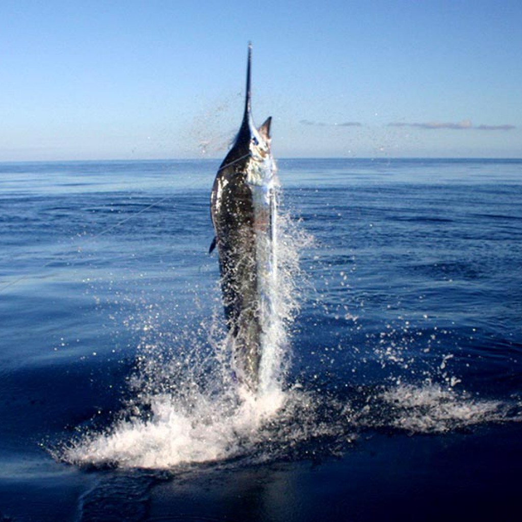 Marlin jumping