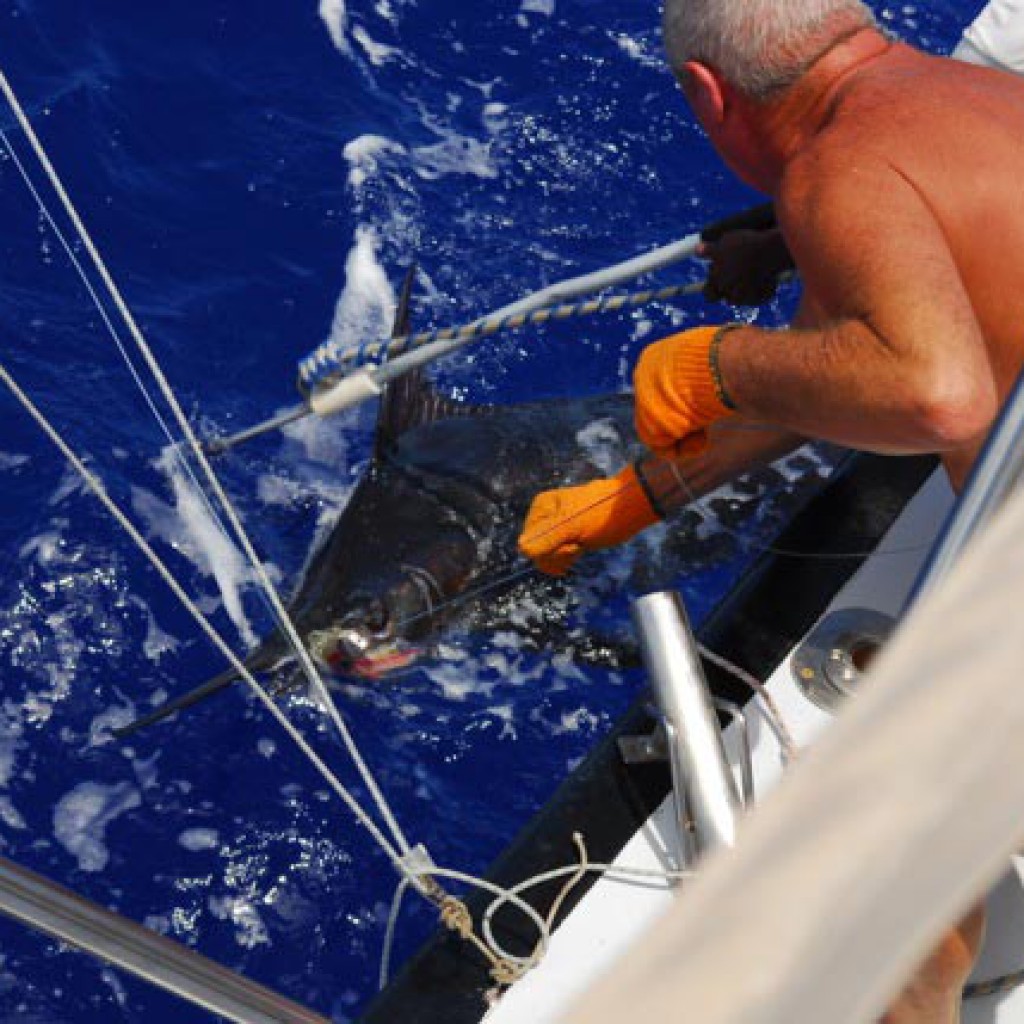 Big game fishing