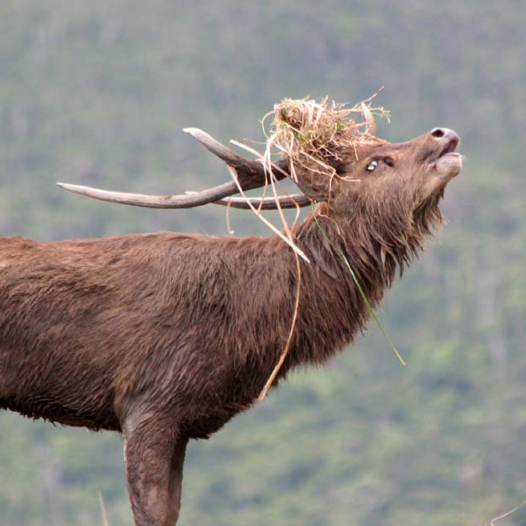 Rusa Deer